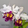 Cattleya Hardyana (C.warscewiczii  FMB  x C.dowiana Rosita) от TOF.